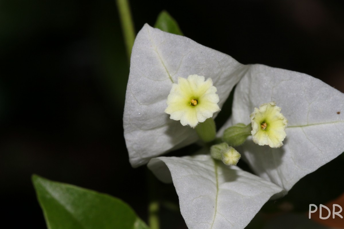 Bougainvillea spectabilis Willd.